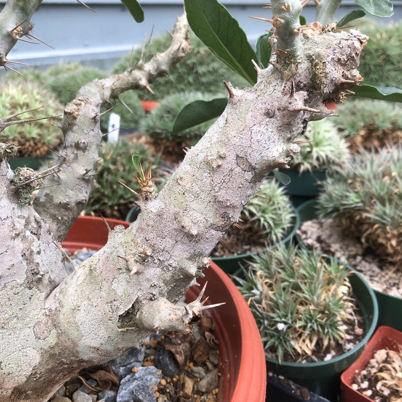 trunk close up Pachypodium Saundersii