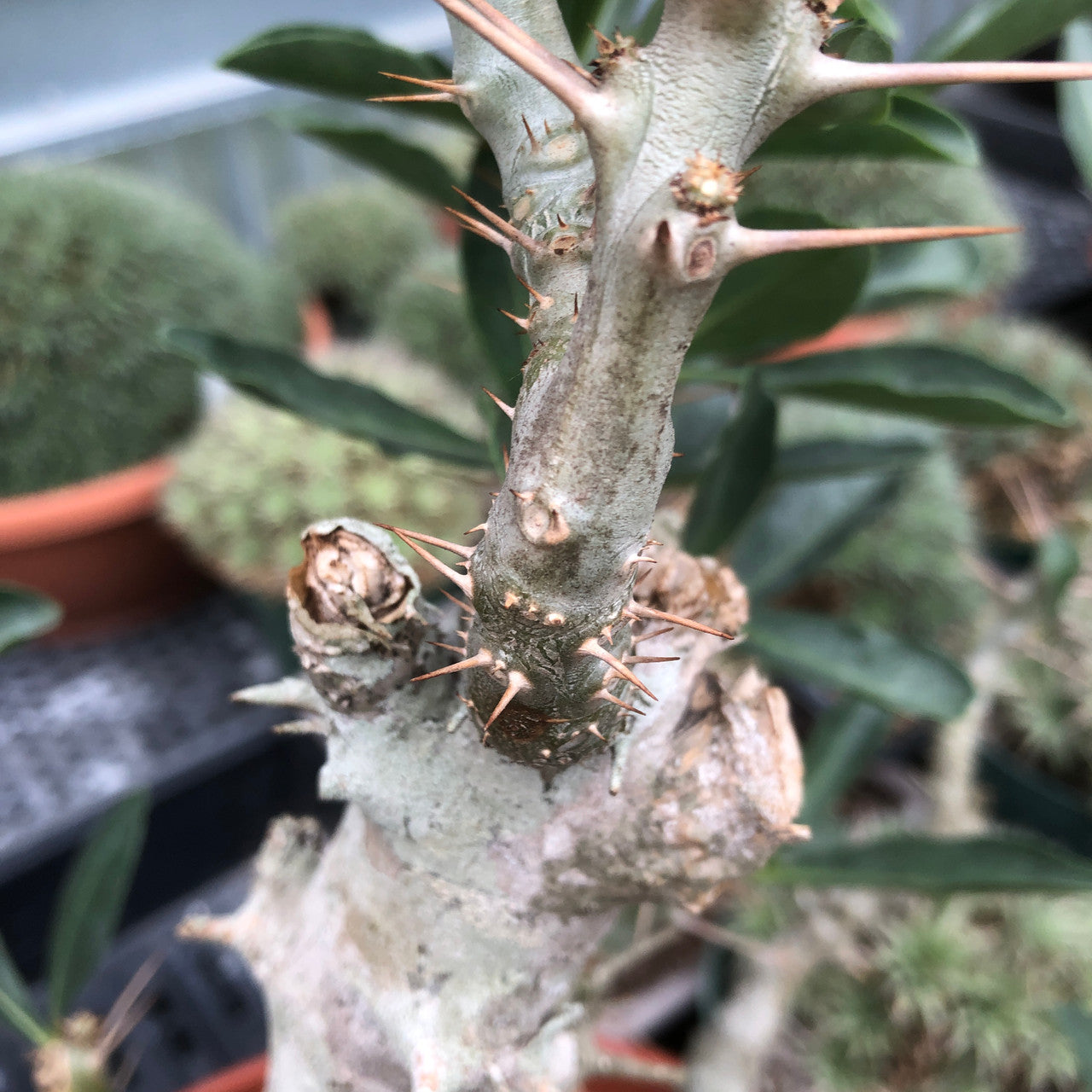 trunk close up Pachypodium Saundersii