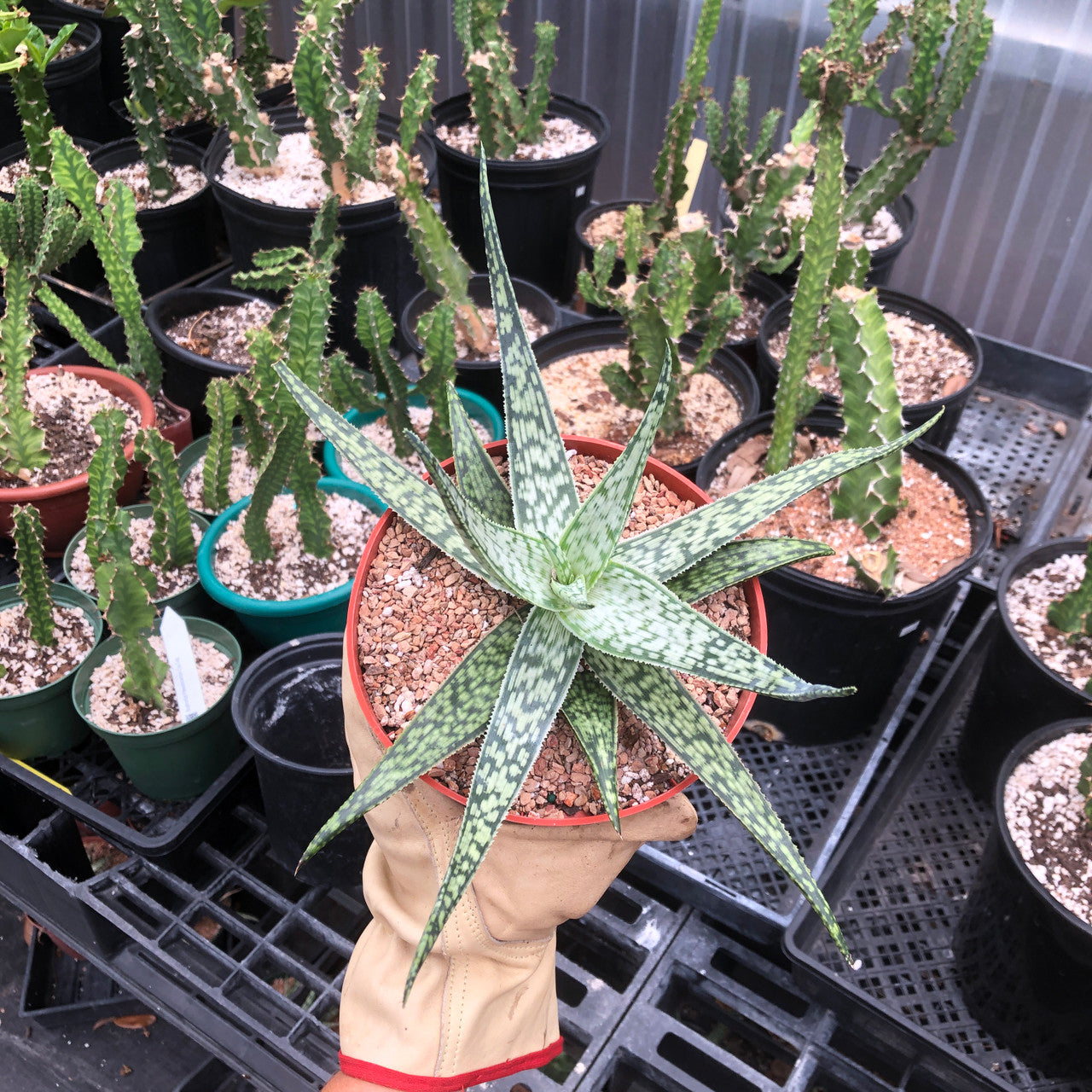 top down view of view of a Aloe Frontier