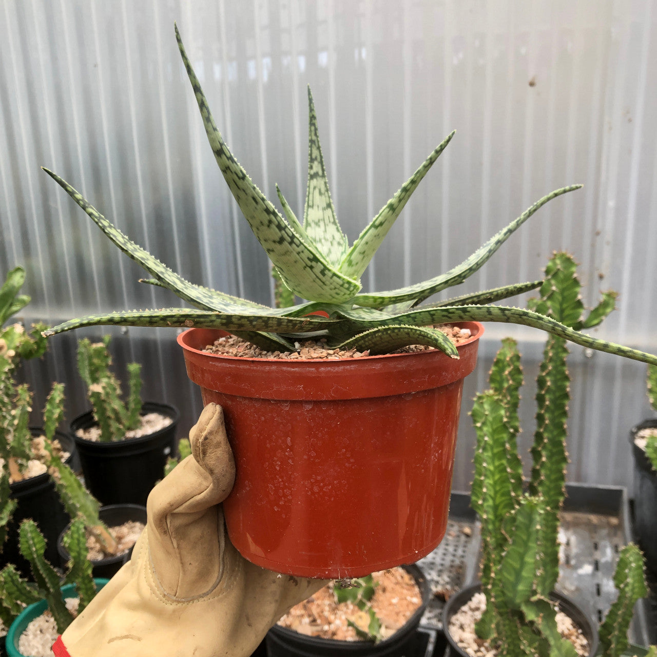 side view of view of a Aloe Frontier  showing 6 inch pot