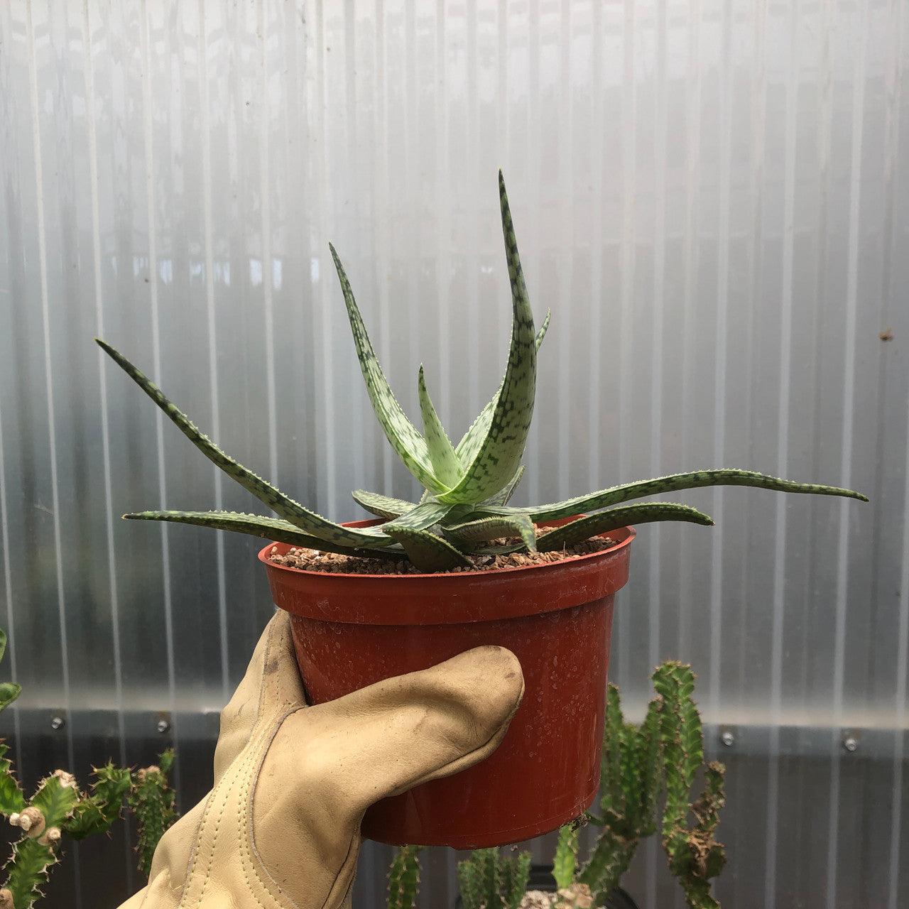 side view of a Aloe Frontier