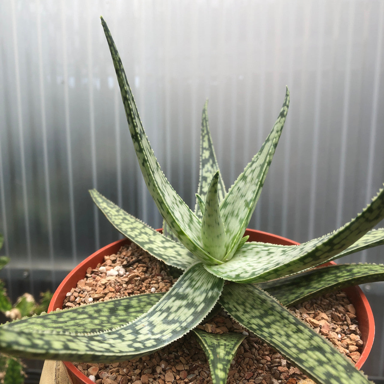 close up view view of a Aloe Frontier
