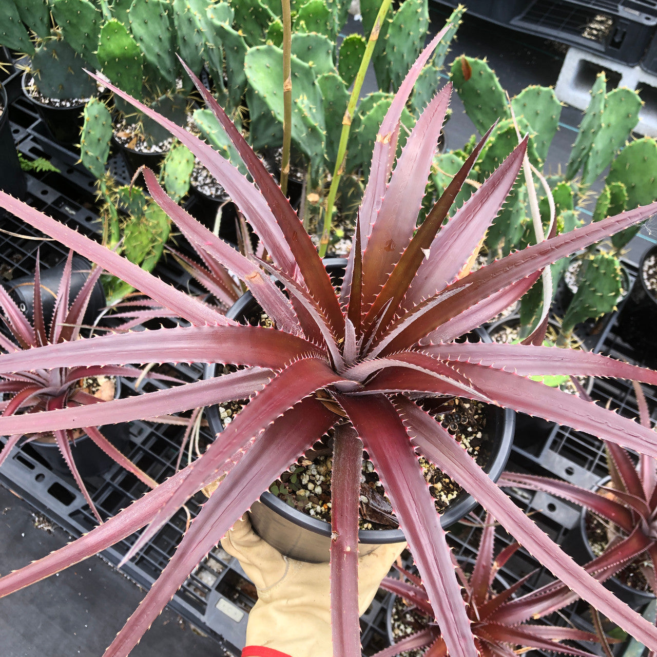 a single Dyckia Platyphylla head