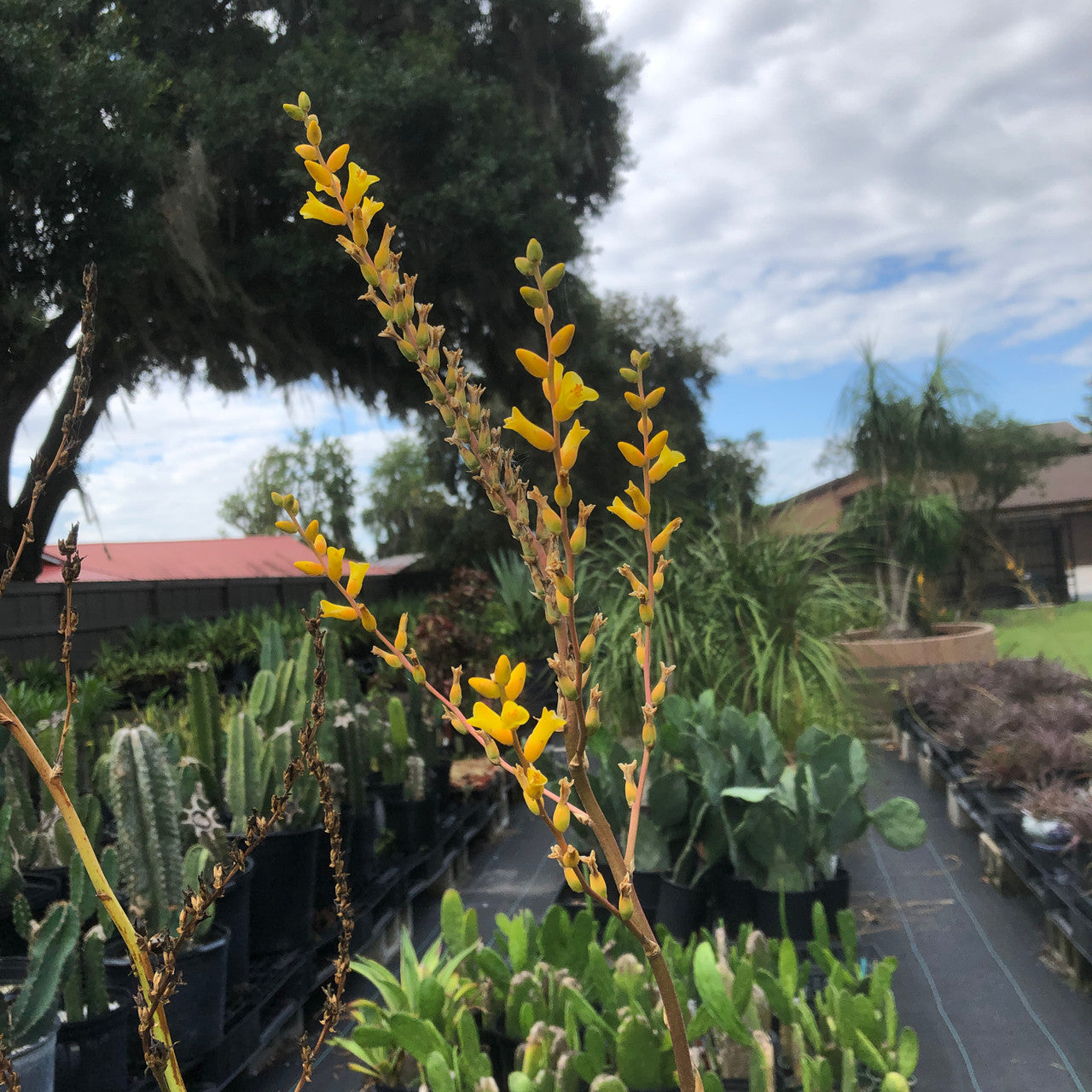 a flowering Dyckia Platyphylla with yellow blossoms on a thin stem