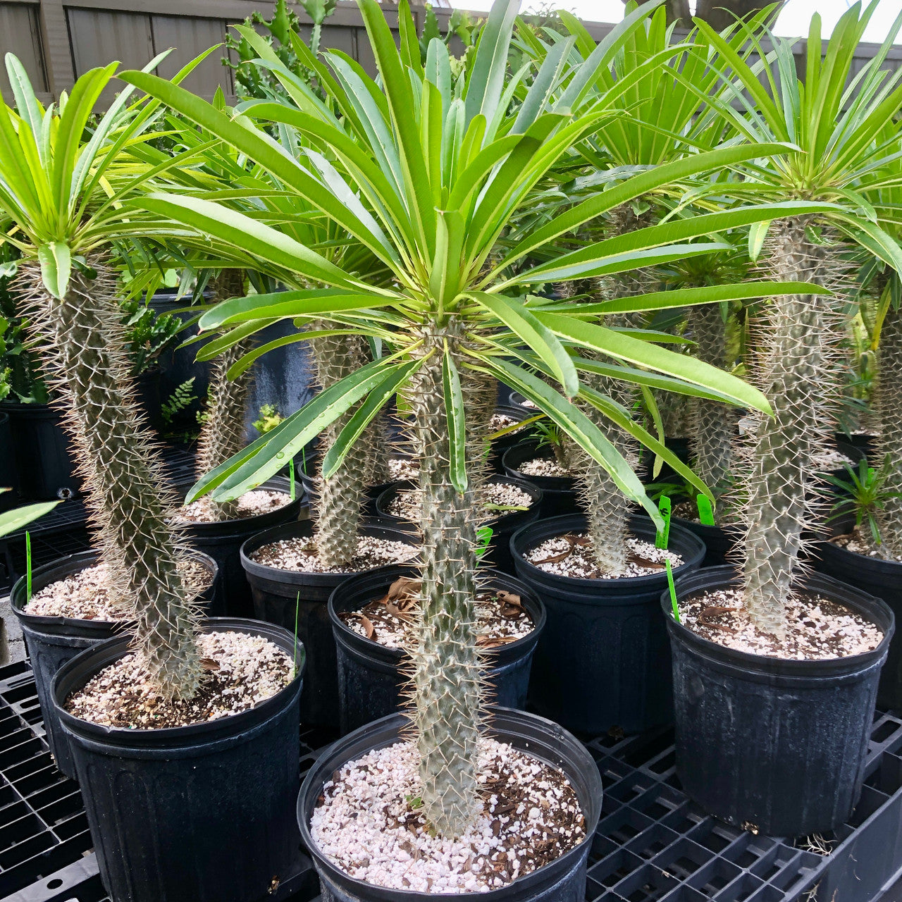 Single Stalk 3 Gallon Pot Madagascar Palm