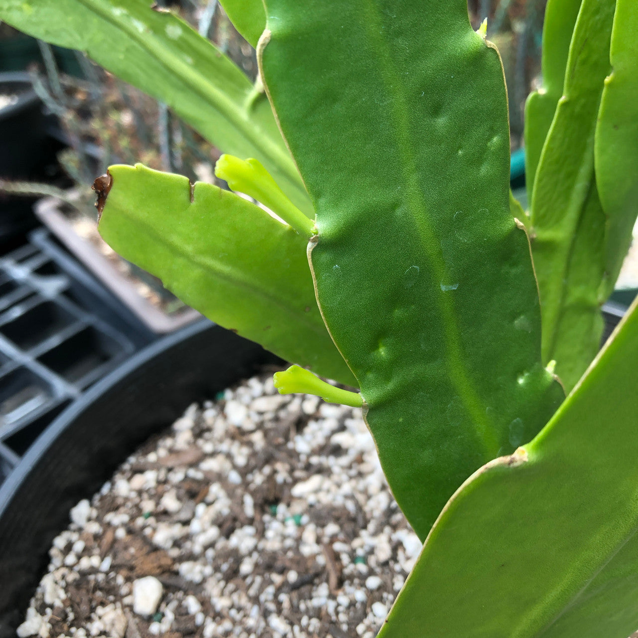 Epiphyllum Hookeri (Orchid Cactus) up close to show texture