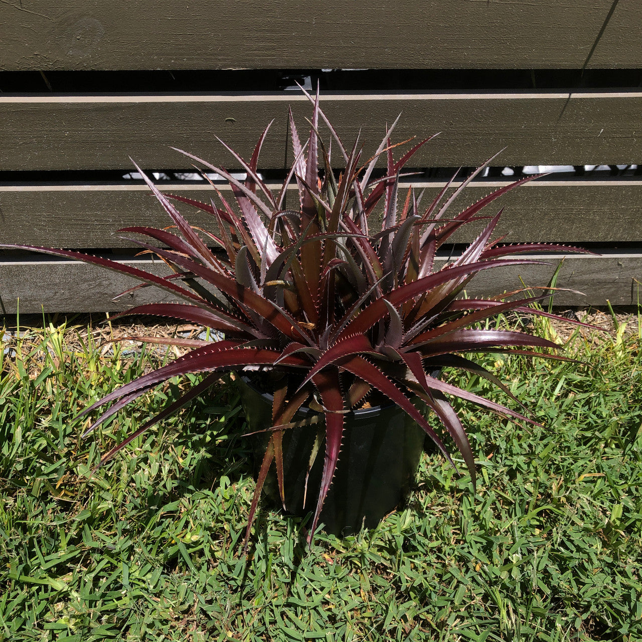 Dyckia Platyphylla x Carlsbad (Cherry Coke)
