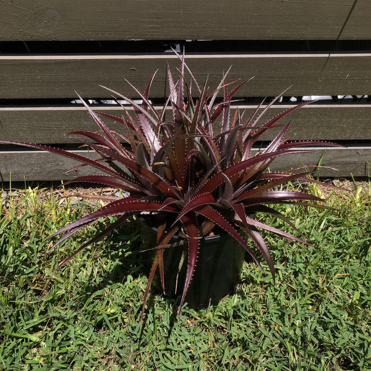 Dyckia Platyphylla x Carlsbad (Cherry Coke)