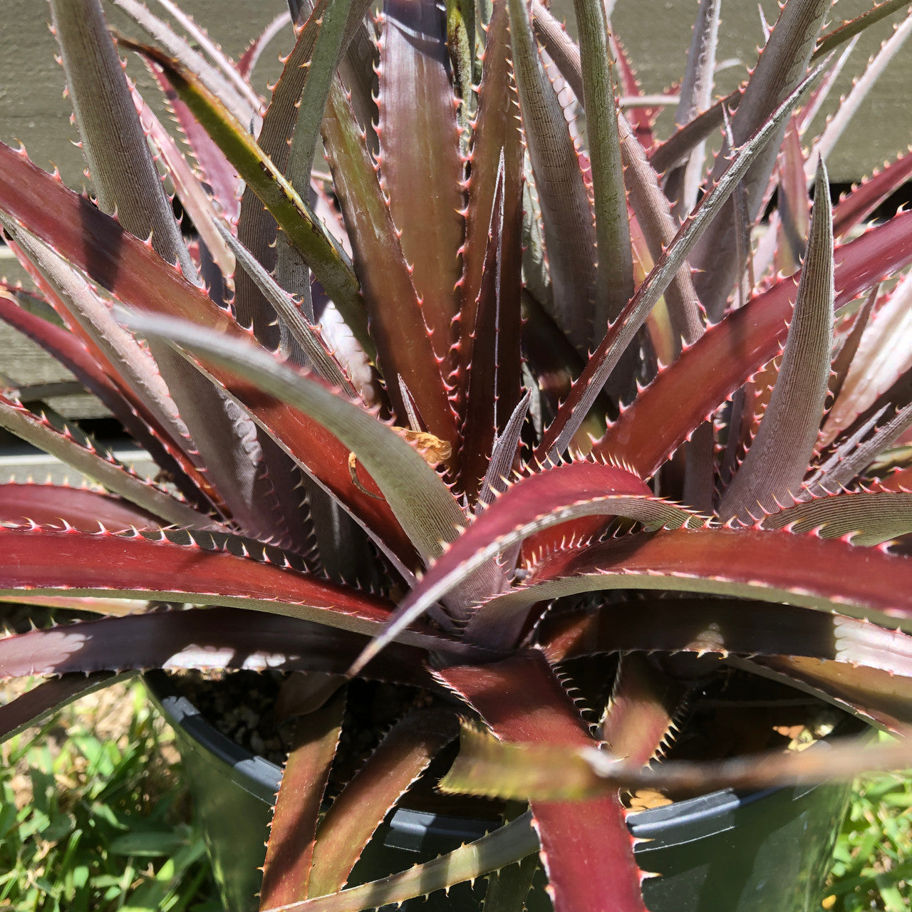 A Dyckia Platyphylla up close showing detail