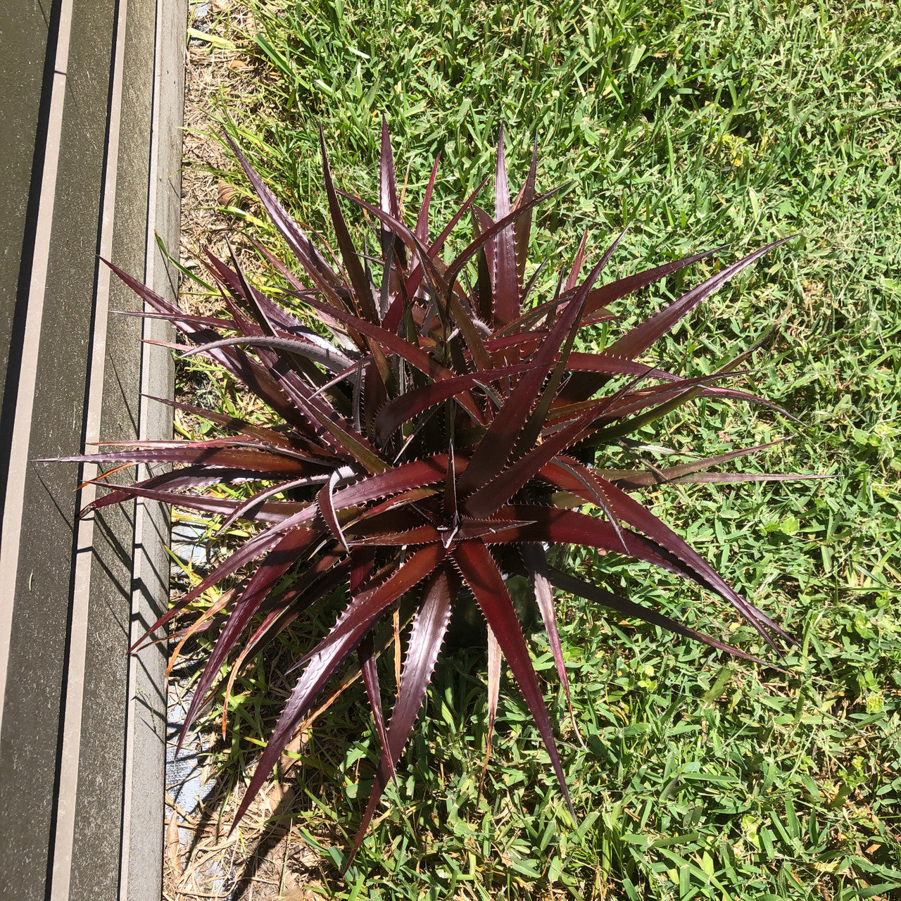 Dyckia Platyphylla x Carlsbad (Cherry Coke)