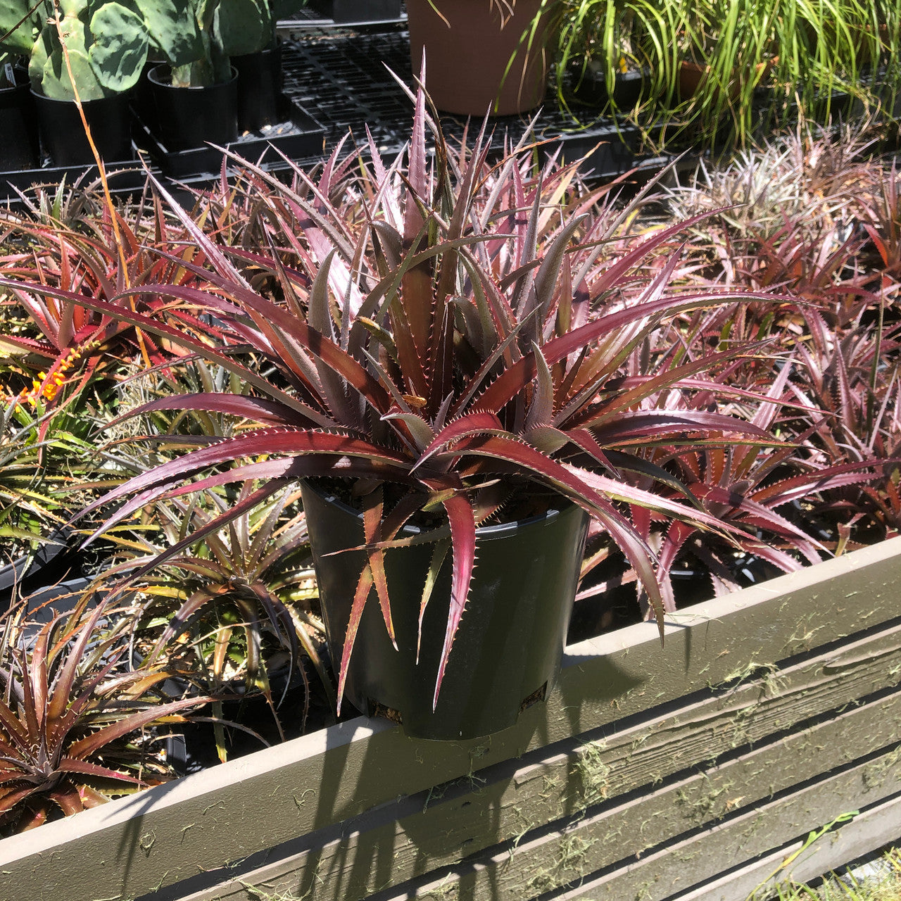 a potted Dyckia Platyphylla with multi head clusters