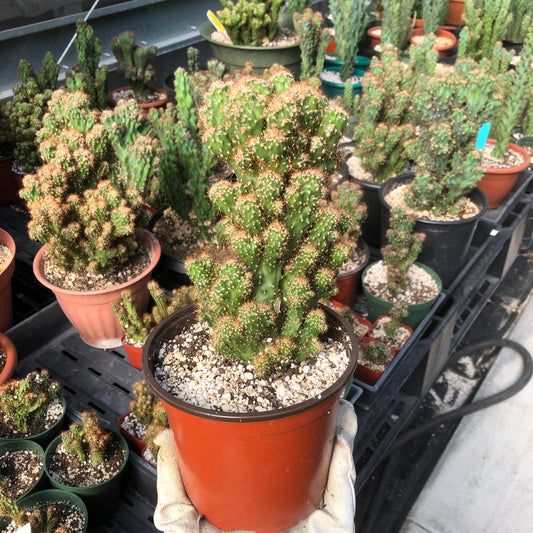 a hand holding a medium sized Cereus Peruvianus Monstrose (Apple Cactus)