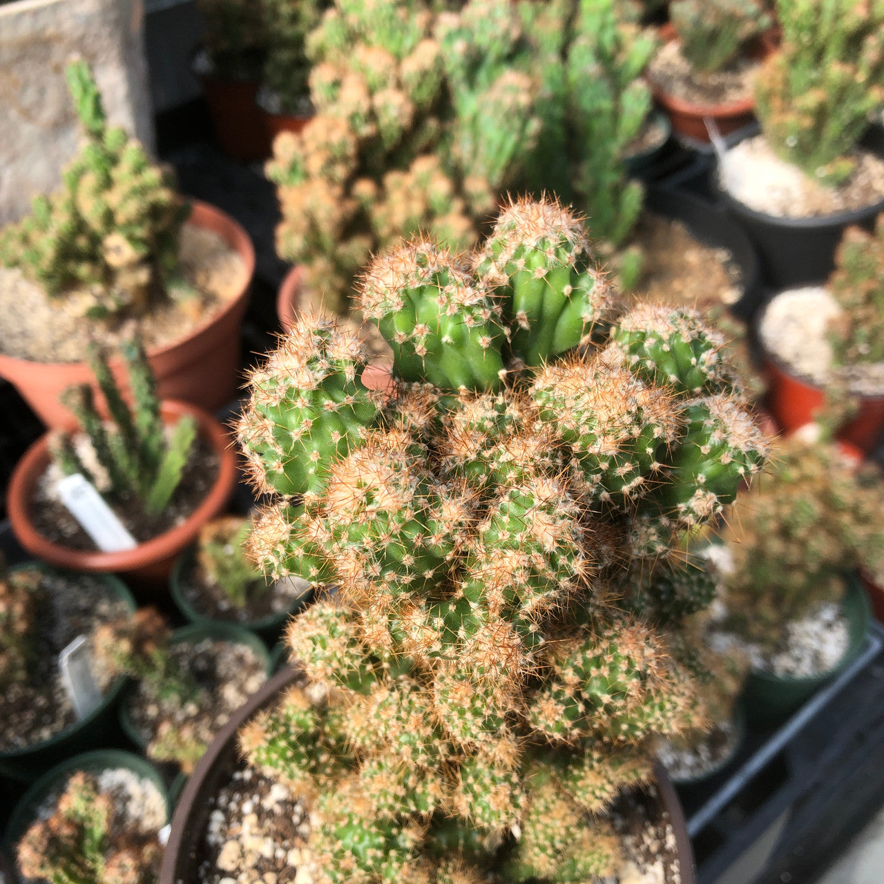Close-up of a Cereus Peruvianus Monstrose (Apple Cactus) showcasing its contorted, thick green stems and undulating ridges