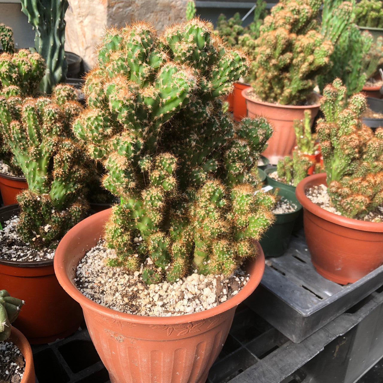 Cereus Peruvianus Monstrose (Apple Cactus) in a terracotta color plastic pot