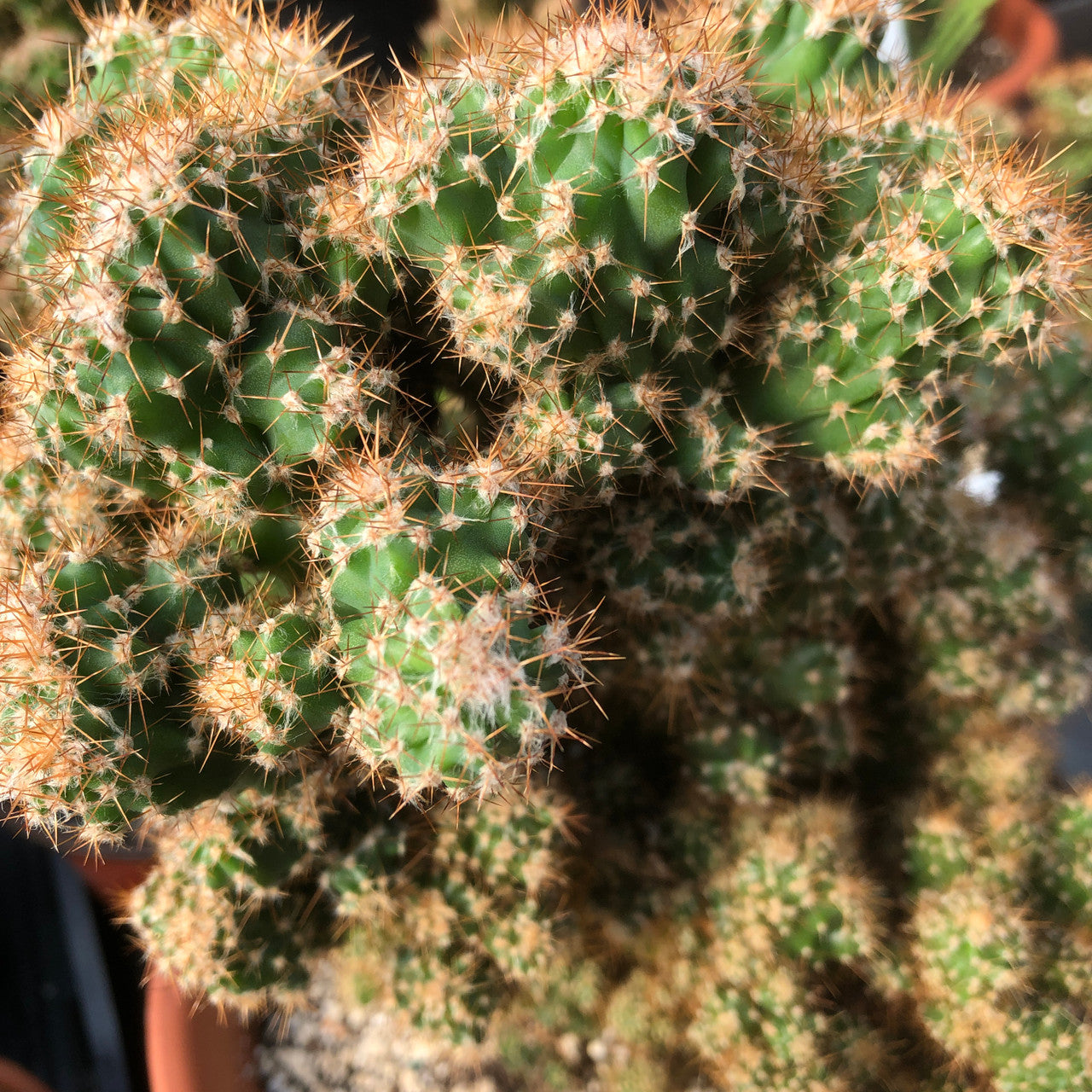 Cereus Peruvianus Monstrose (Apple Cactus) close up shot to show red spines