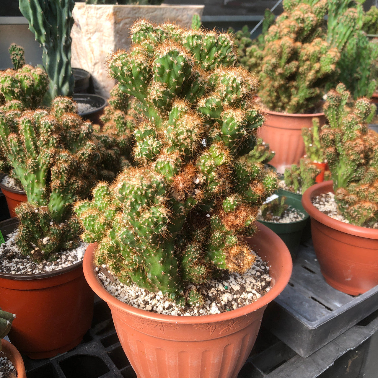 Cereus Peruvianus Monstrose (Apple Cactus) and its unique form and deep green stems adding a touch of natural elegance