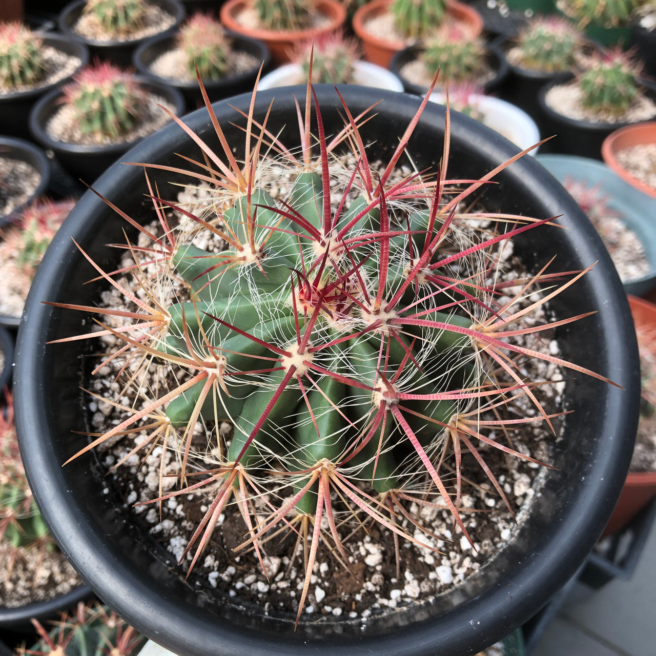 Top down view of Macro photograph of a Ferocactus Acanthodes, highlighting its vibrant hues of yellow and red, on the spines