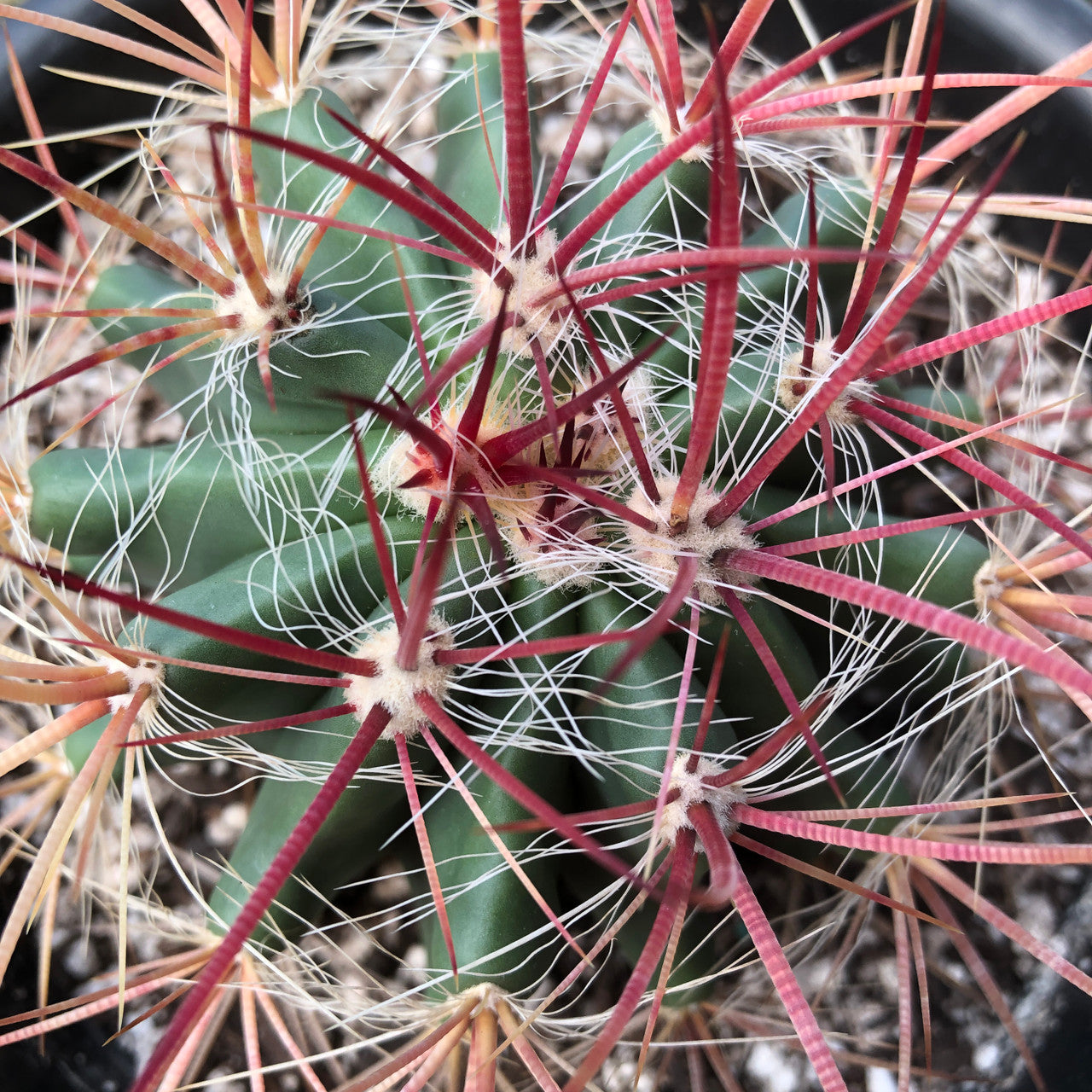 Close-up of a Ferocactus Acanthodes showcasing its distinctive barrel shape and dense arrangement of spines in varying shades of red.