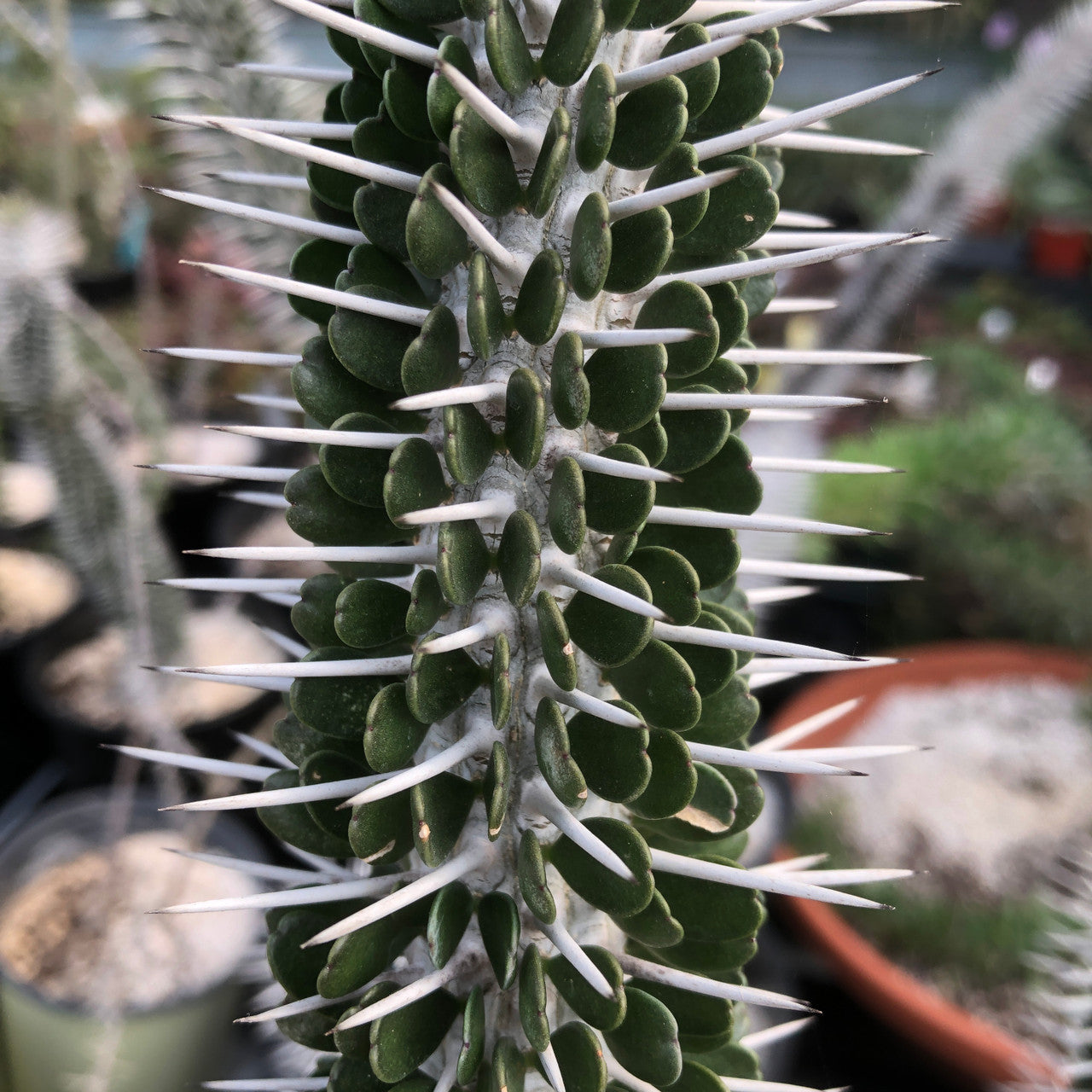 Close-up of Alluaudia Montagnacii's spiny stems, showcasing its intricate zigzag growth pattern and clusters of small, oval-shaped leaves