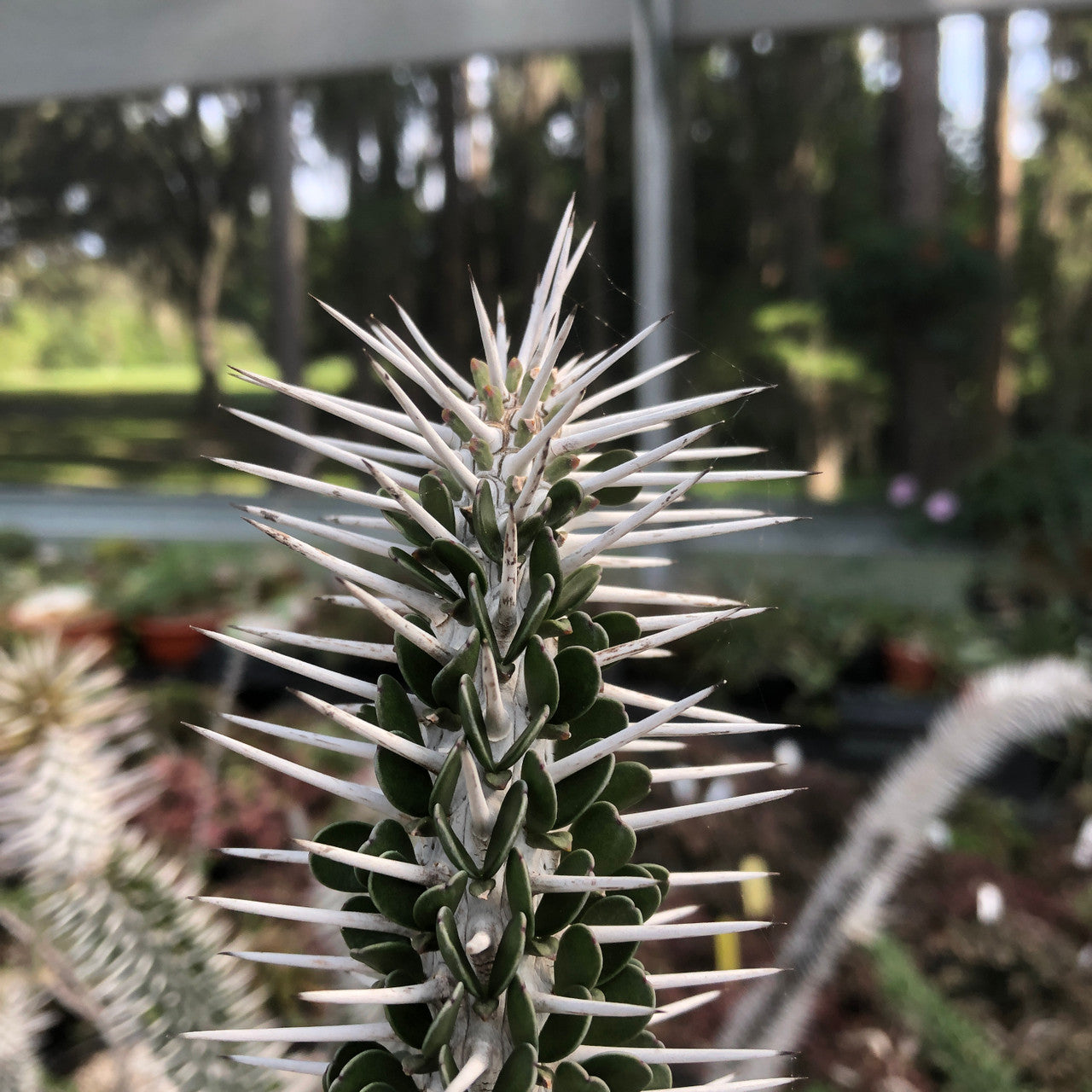 Close-up of the top of a Alluaudia Montagnacii's stem, showcasing its spines