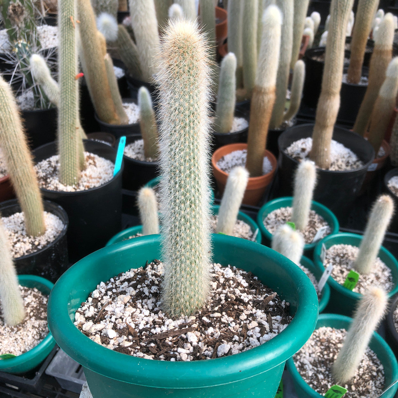 cleistocactus straussii