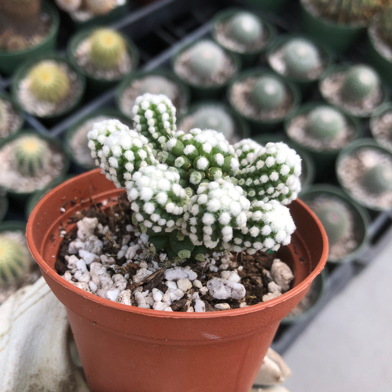 Mammillaria Gracilis Oruga in a small 3 inch pot