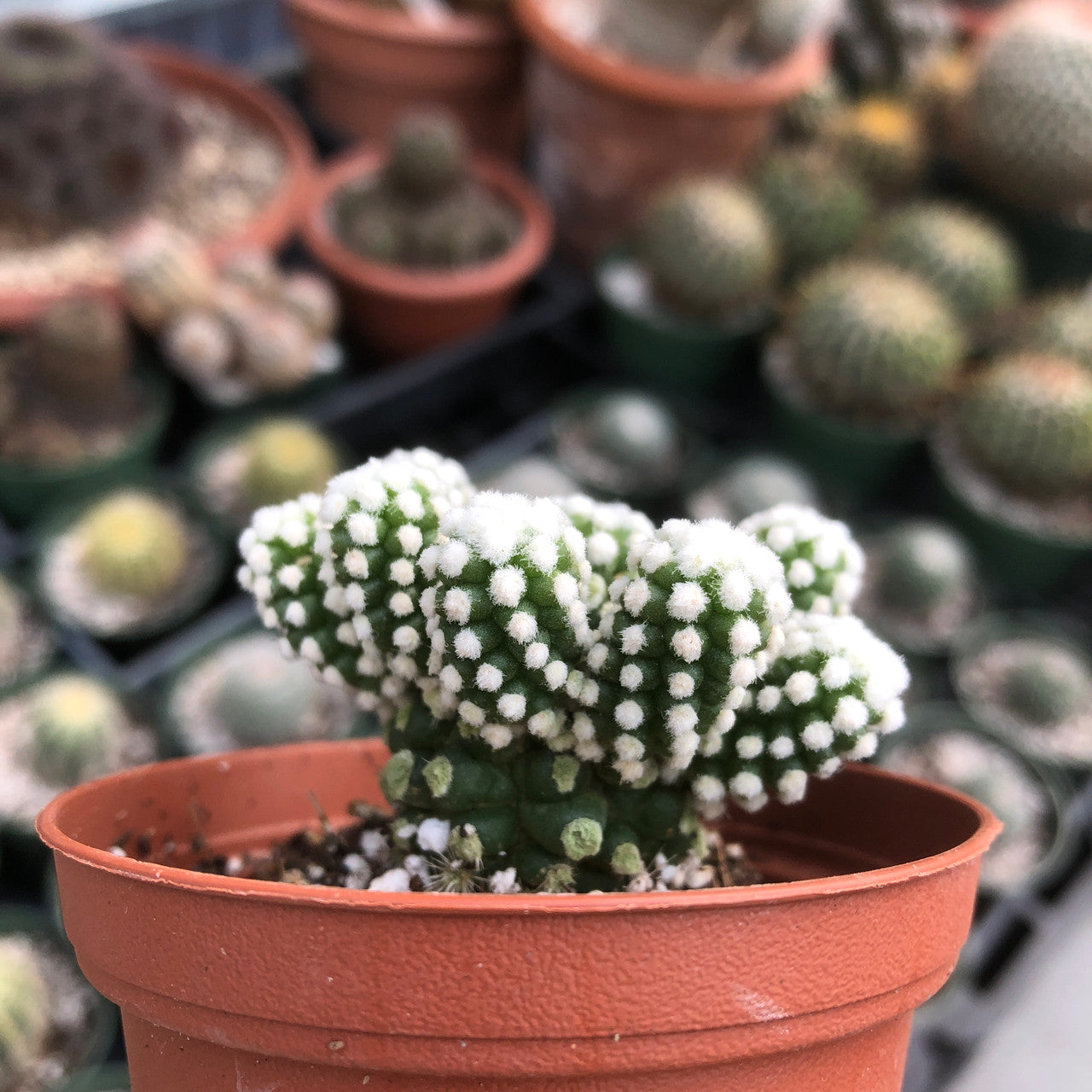 Side view of the Mammillaria Gracilis Oruga