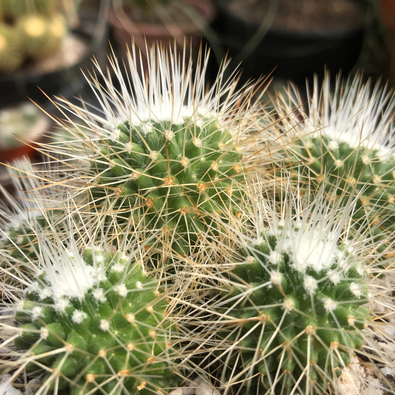 Side view of a Mammillaria Spinosissima Un Pico