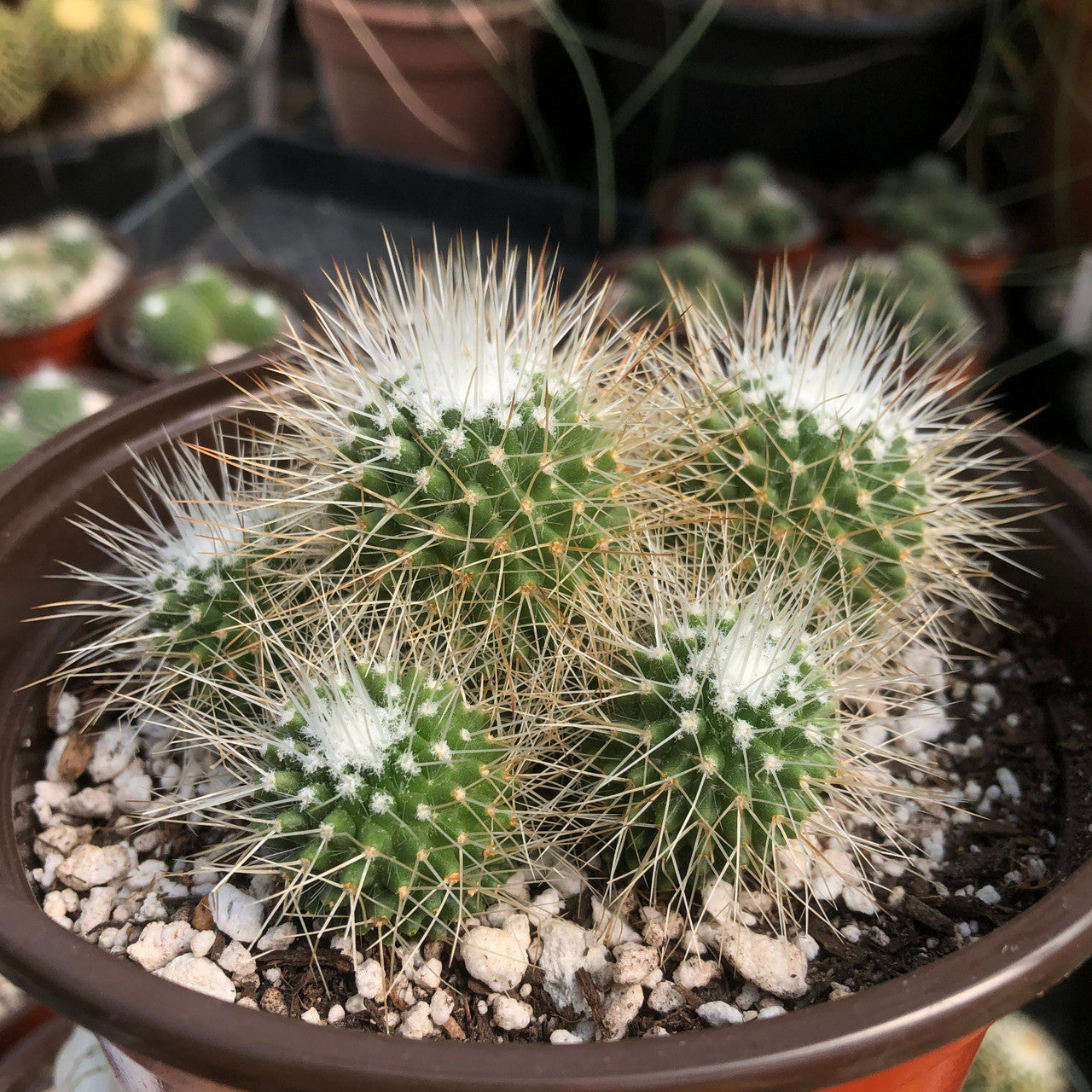 Gorgeous cluster of Mammillaria Spinosissima Un Pico