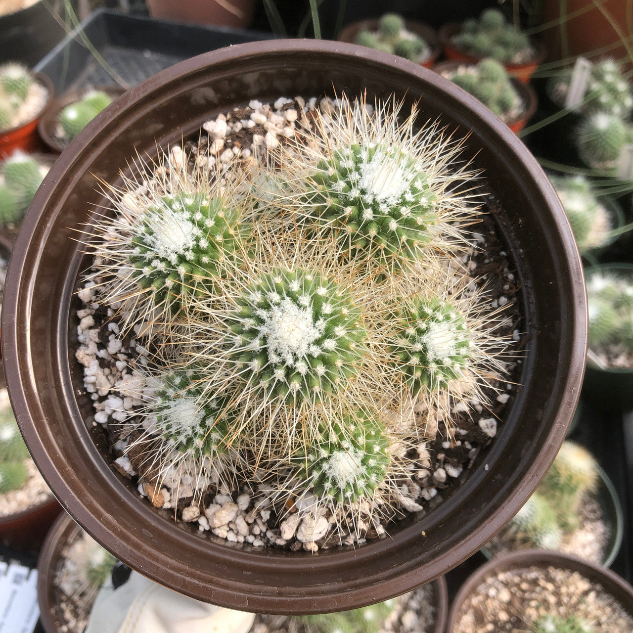 Top down view of a Mammillaria Spinosissima Un Pico