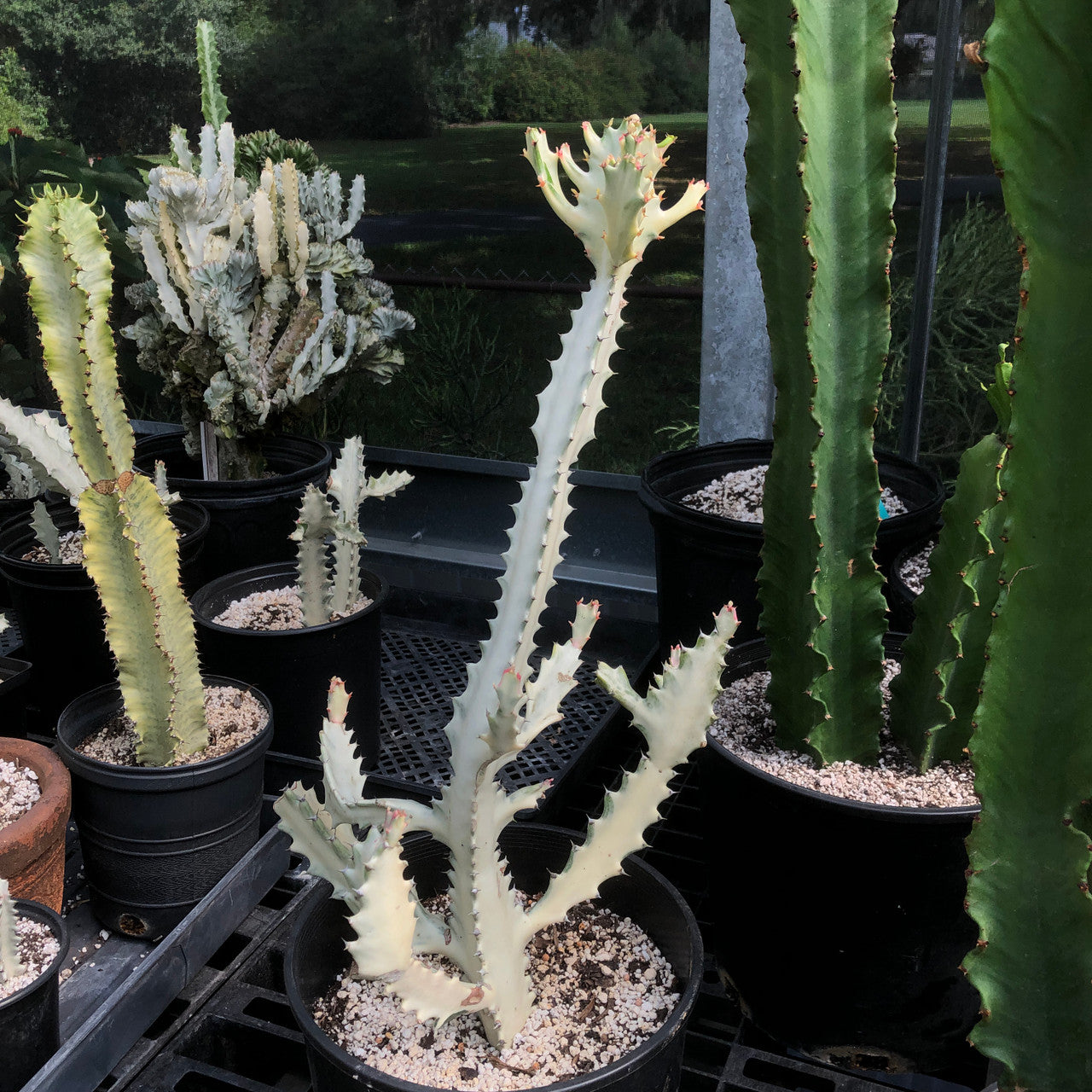 A large Euphorbia Lactea aka Grey Ghost in a 3 gallon pot