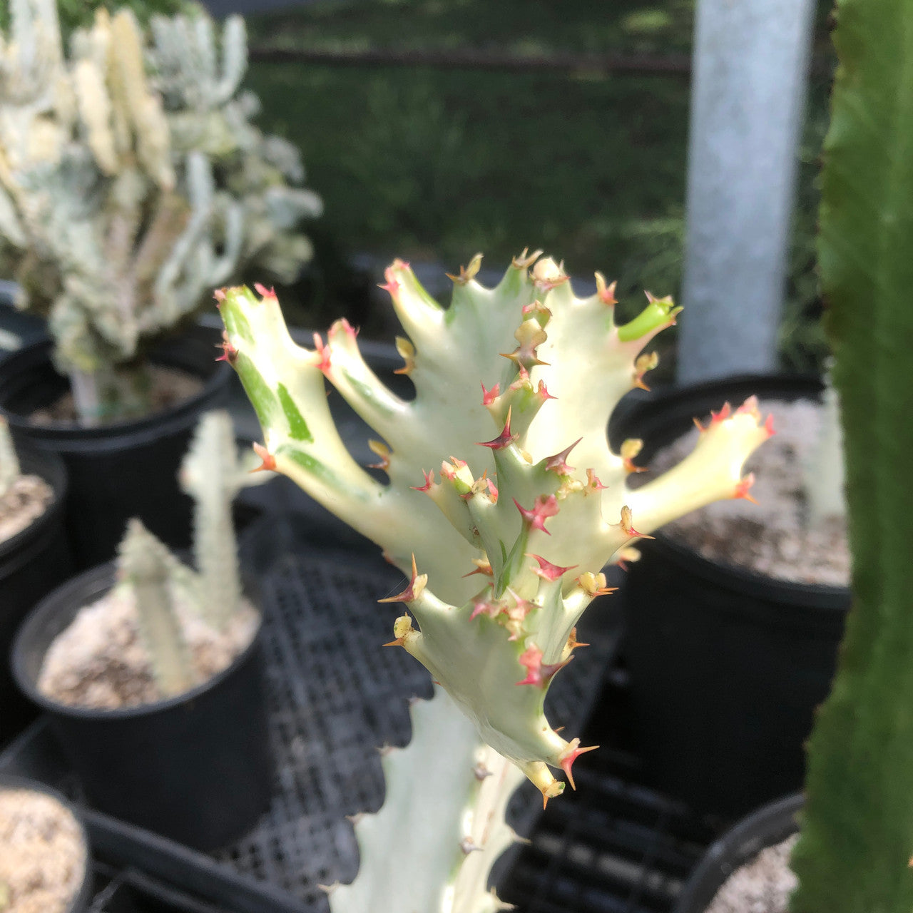 Close-up of Euphorbia Lactea Grey Ghost's unique triangular stems, showcasing its creamy white and pink coloration.