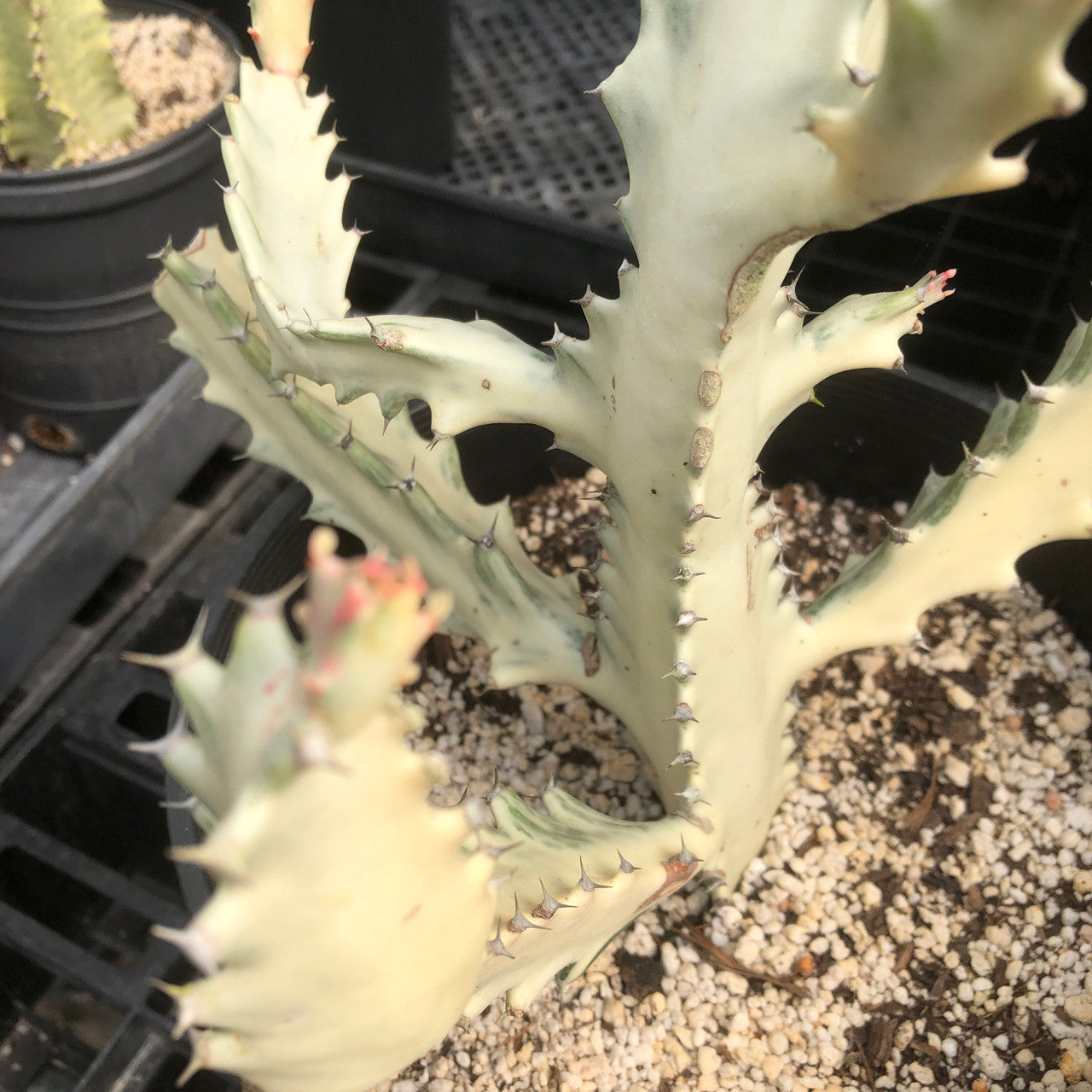 Up close shot of a Grey Ghost's spine's
