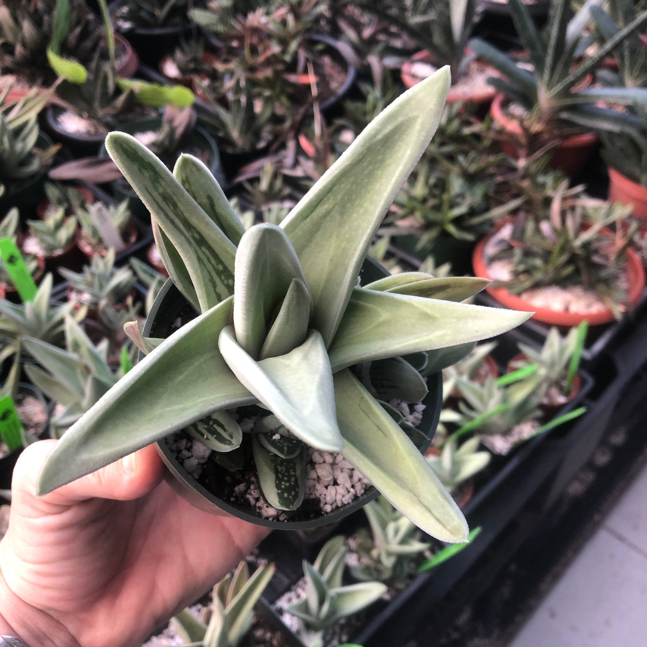 Gasteraloe (Green Ice)