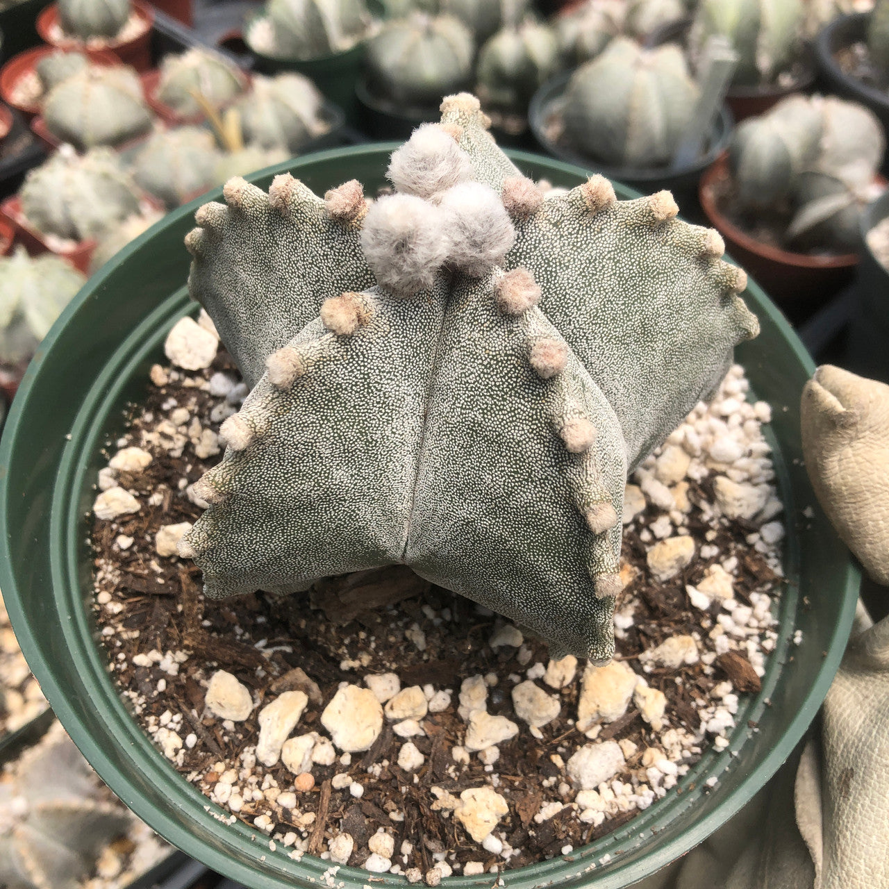 Larger astrophytum bishop's cap side view