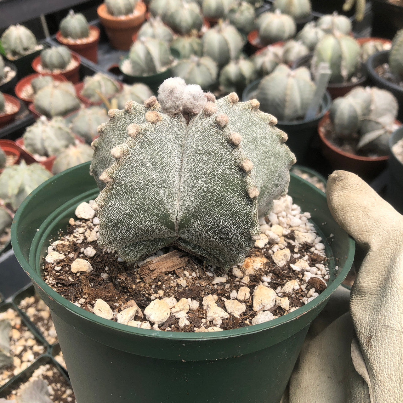 Larger astrophytum bishop's cap side view