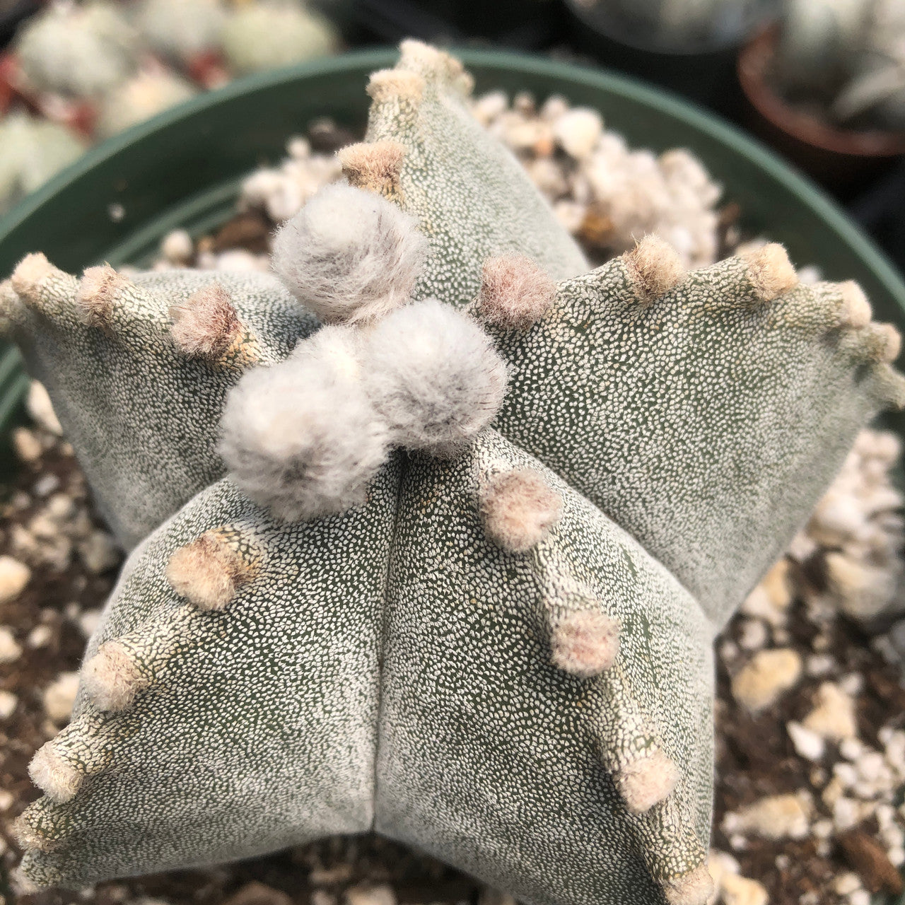 Larger astrophytum bishop's cap