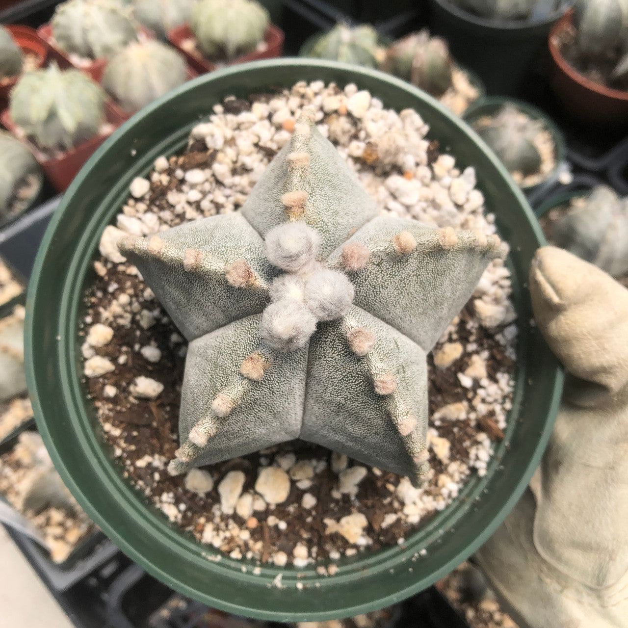 Larger astrophytum bishop's cap top down view