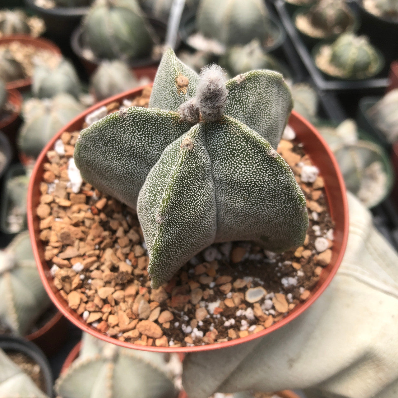 Smaller astrophytum bishop's cap