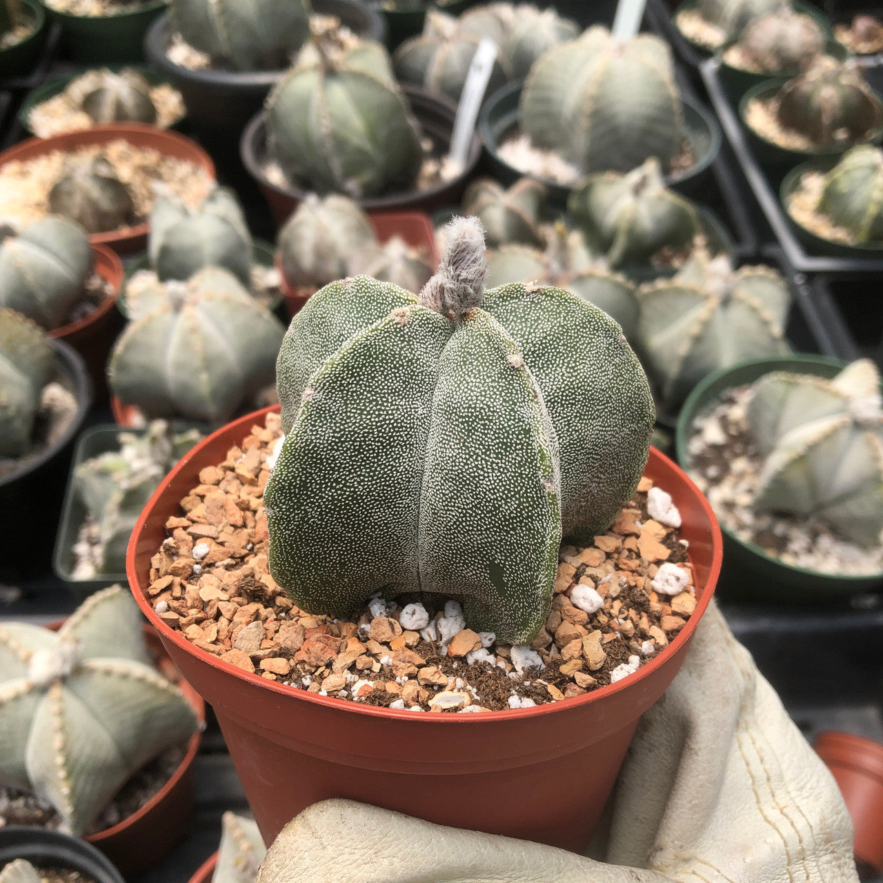 Smaller side view astrophytum bishop's cap