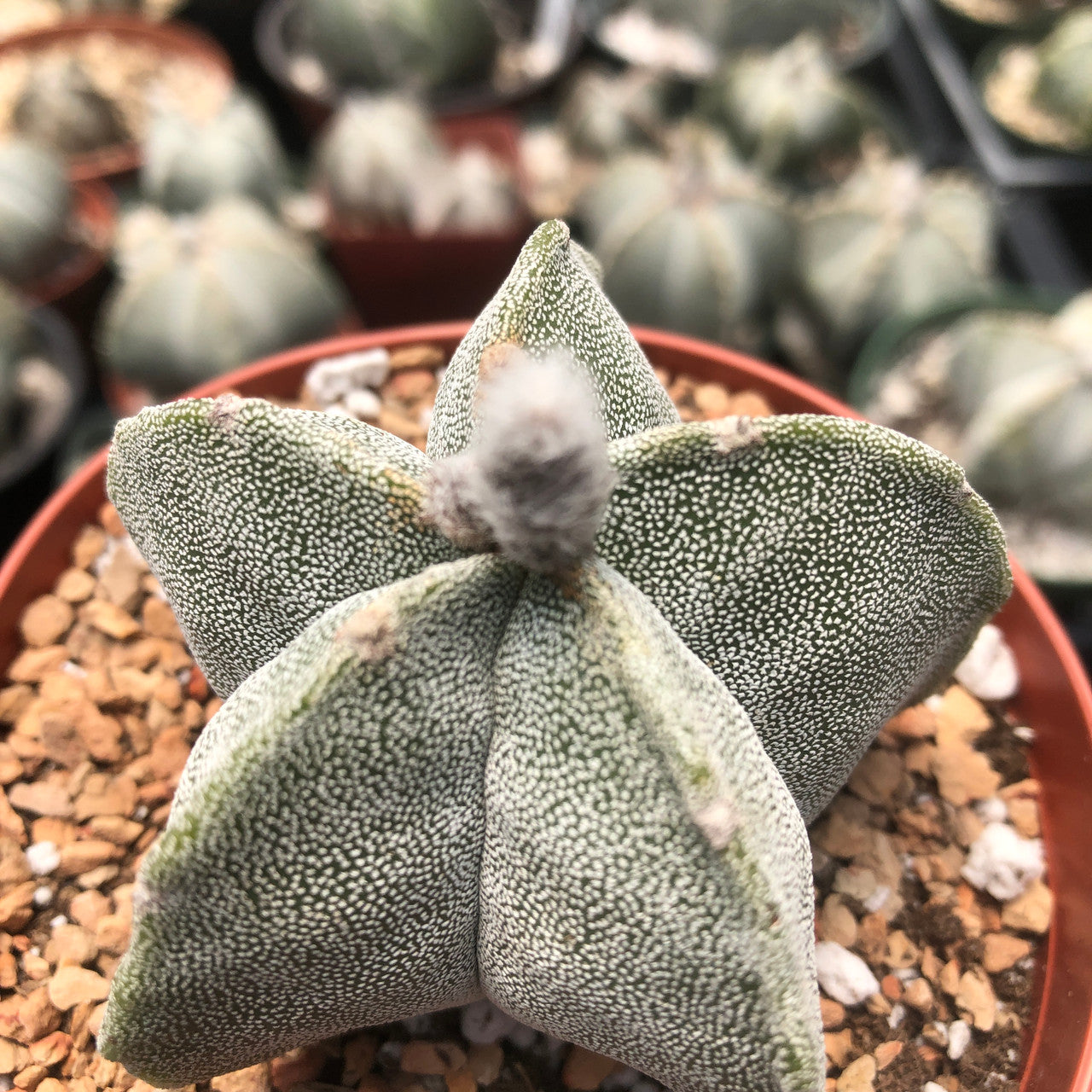 Up close view of astrophytum bishop's cap