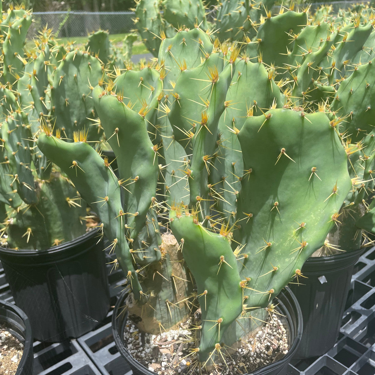a mature potted opuntia delenii plant