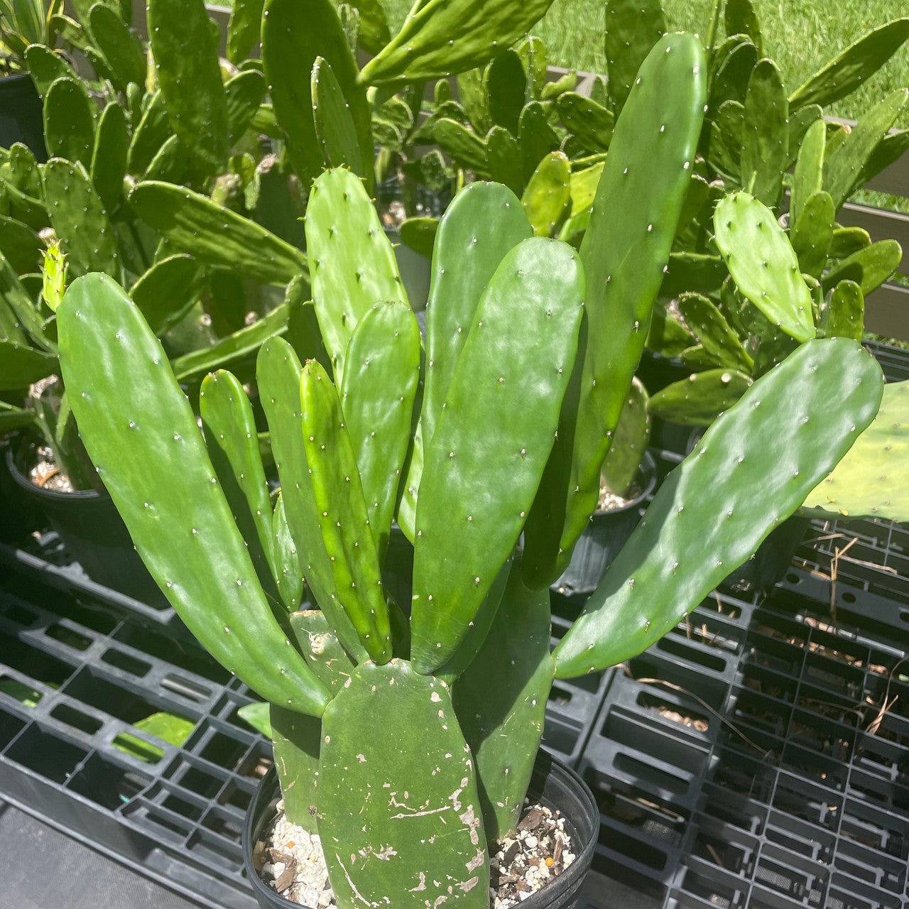 One estapblished and potted Opuntia Cochenillifera pad