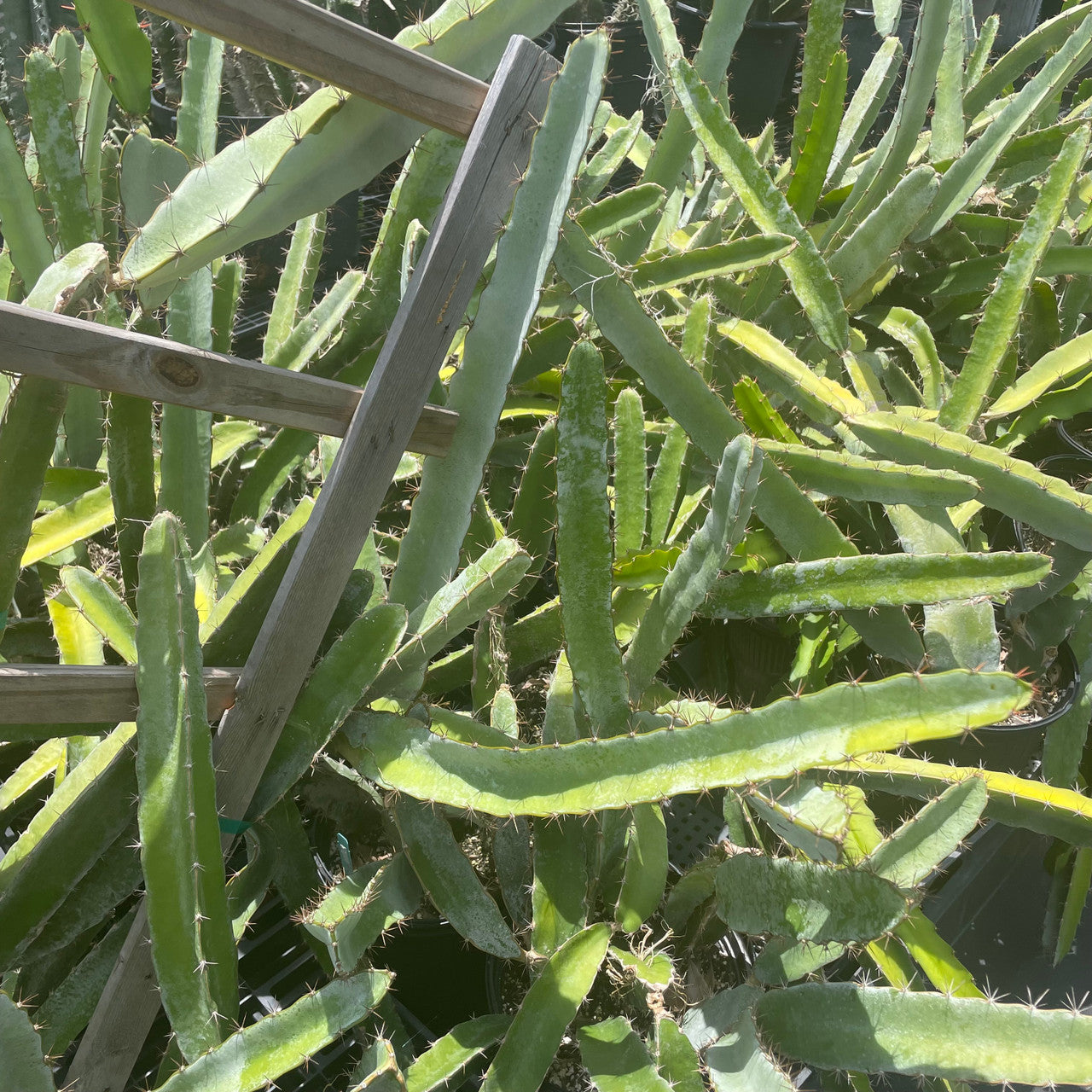 a mature Selenicereus Costaricensis Hybrid (Dragon Fruit)