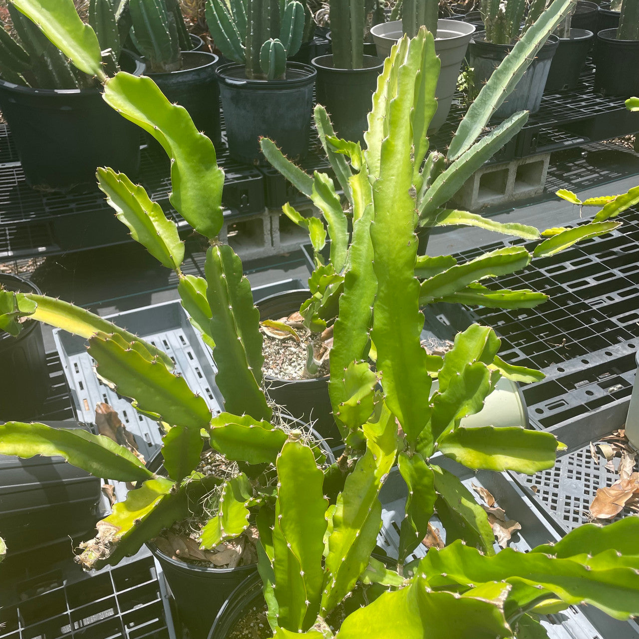 a mature potted Selenicereus Undatus