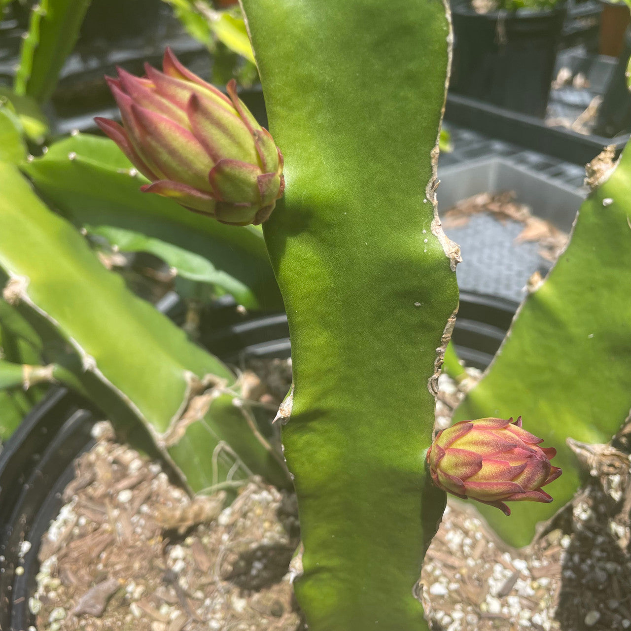 a budding Selenicereus Undatus