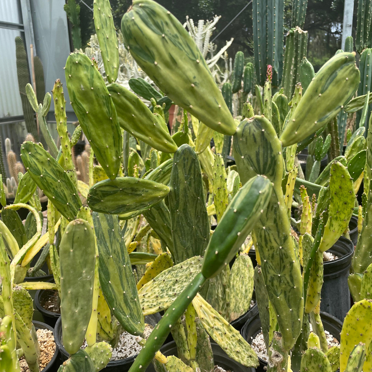 An Established bed of Opuntia Cochenillifera Varigata