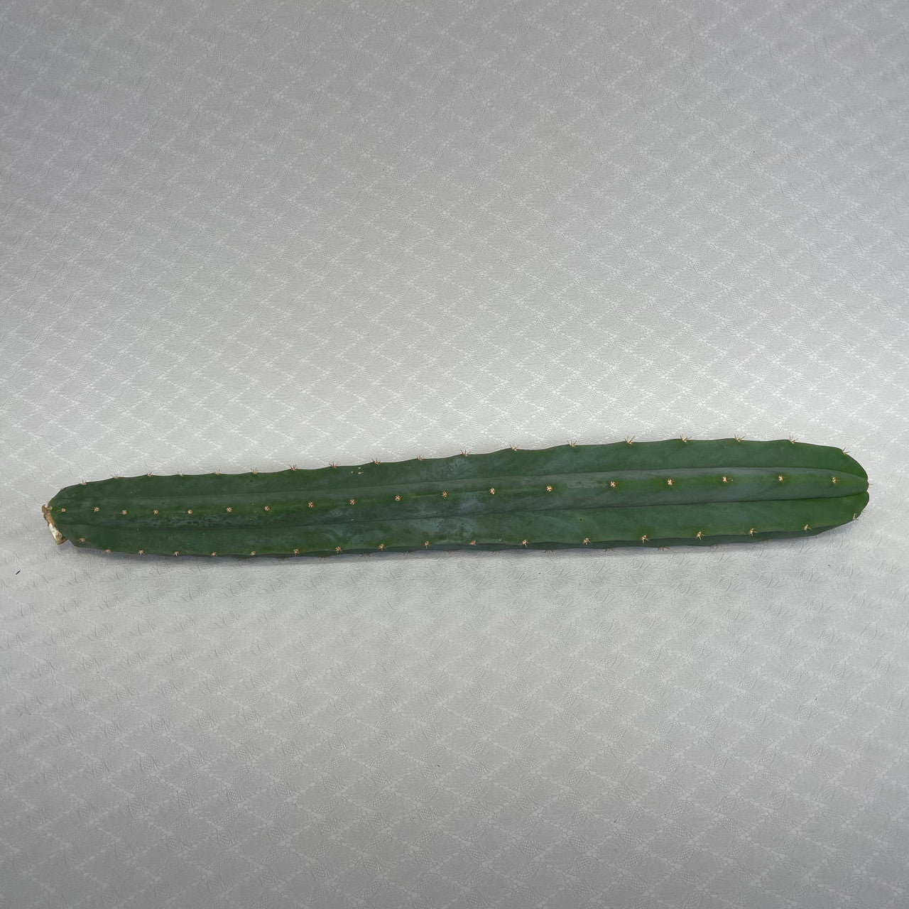 Echinopsis Pachanoi cutting