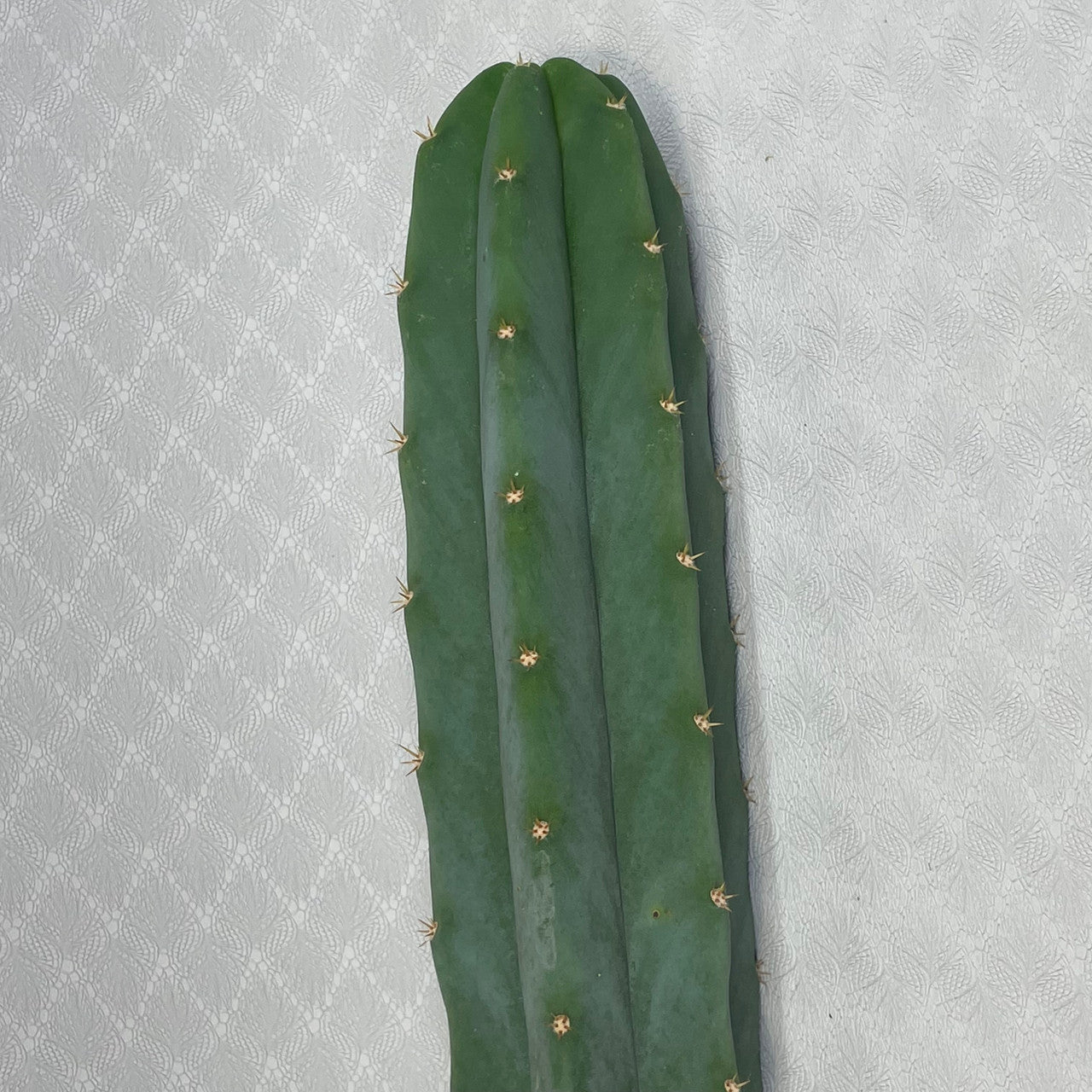 Echinopsis Pachanoi cutting showing detail