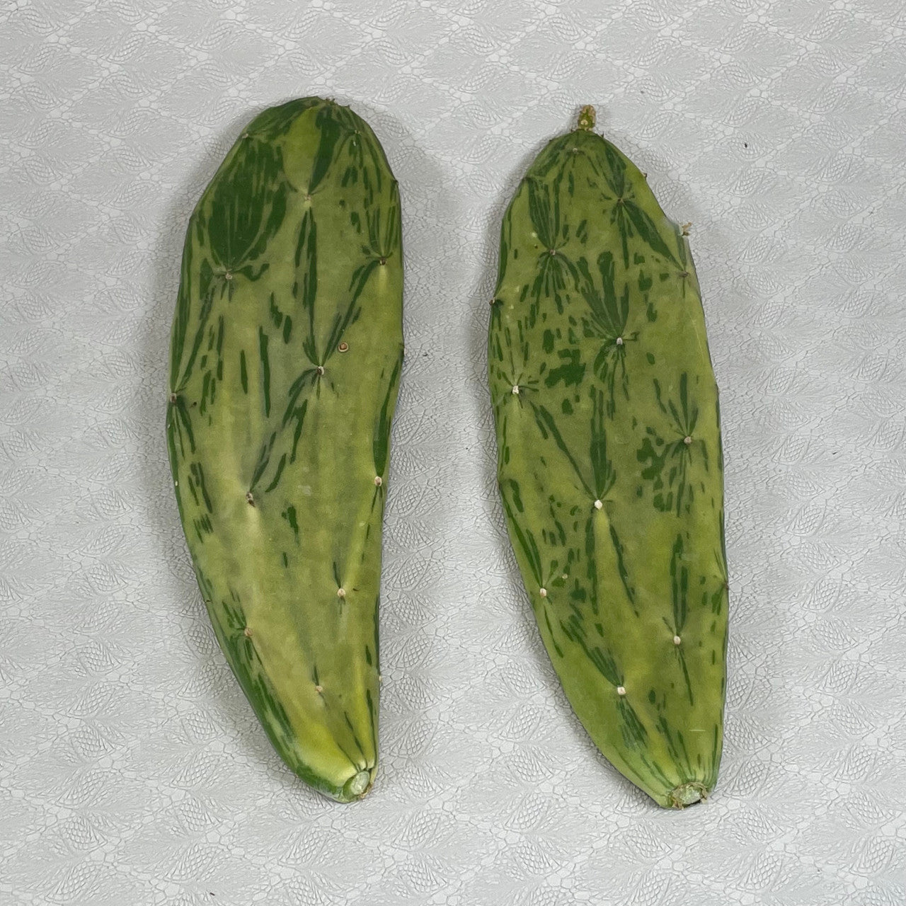 Two Opuntia Cochenillifera Varigata pads side by side